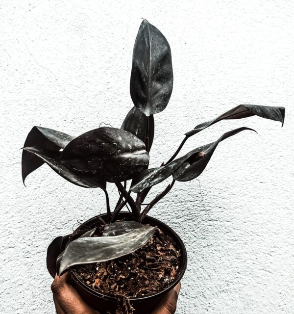 Philodendron Black Princess Rooted Plant