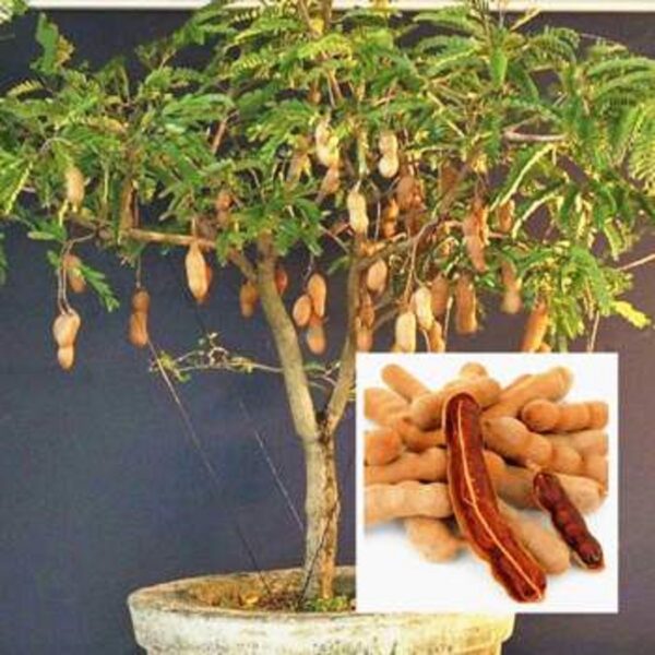 Sweet Tamarind Plant- Grafted