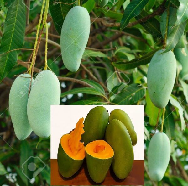 Arumanis Mango Plant - Grafted