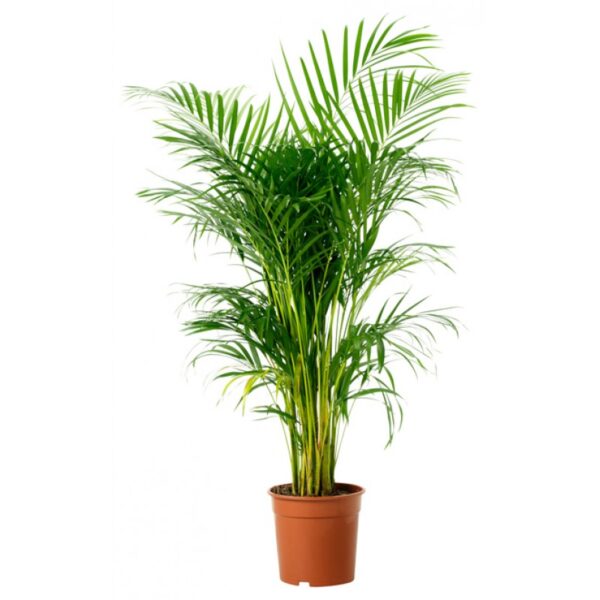 Areca Palm Plant-Bushy