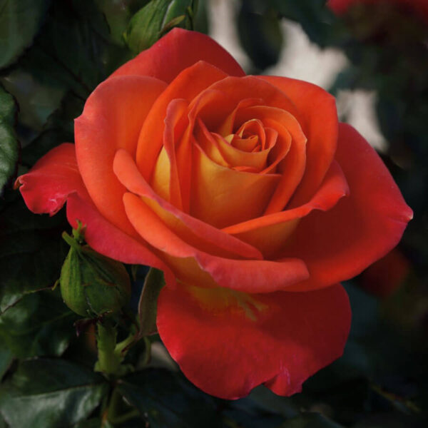 Dutch’s  Floribunda  Burst of  Joy  Rose Plant – Grafted