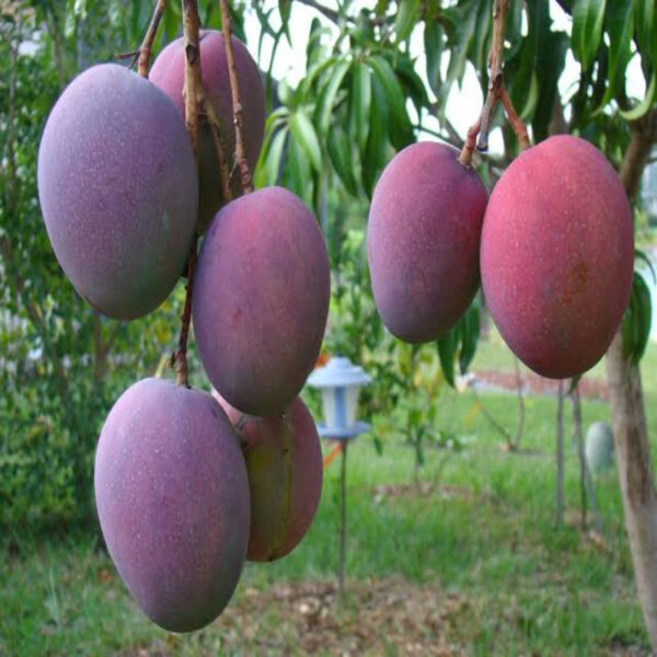 Tommy Atkins Mango Plant - Grafted