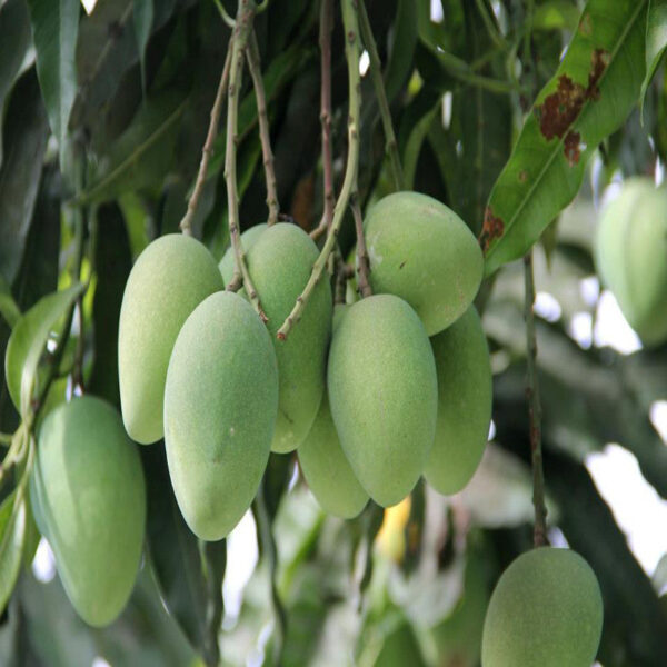 Himayat/Hamam/Imam Pasand Mango Plant-Grafted