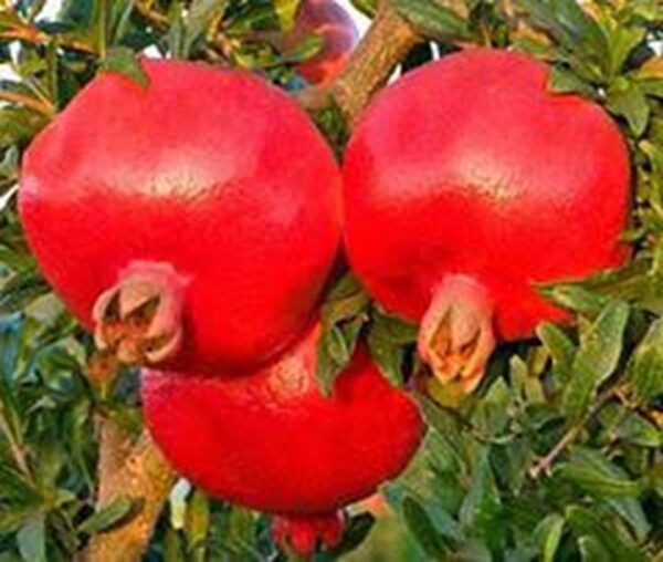 G-137 Pomegranate Plant I Air Layered I Fruiting in Next Year